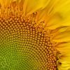 Fleur de vie à imprimer : modèle gratuit