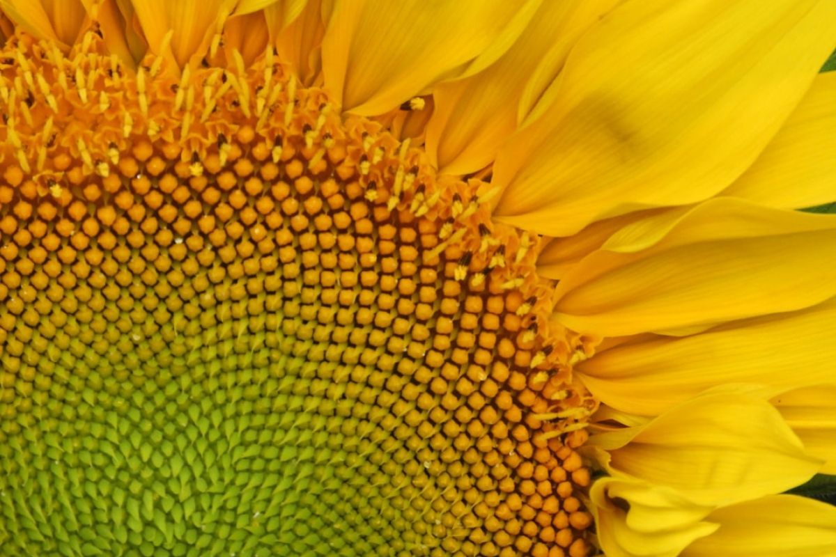 Fleur de vie à imprimer : modèle gratuit