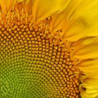 Fleur de vie à imprimer : modèle gratuit